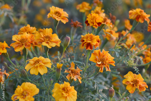 Yellow red french marigold flower blossom in garden, Yellow red french Mari Gold flowers for decorate garden, Close up of beautiful small marigold flower in garden. Marigold flowers bloom in nature