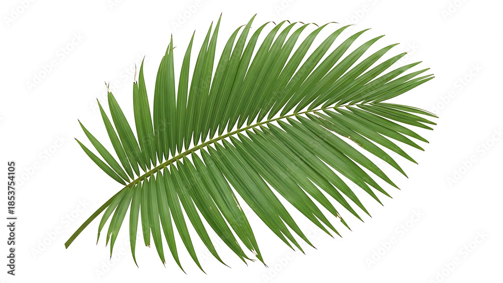 Obraz premium Green palm leaf on transparent background