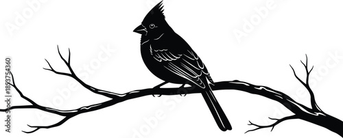 Striking silhouette of a crested songbird perched gracefully on a bare tree branch against a white background