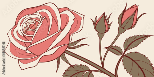 Illustrated rose with buds