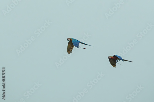 Macaw parrots flying in the sky.
