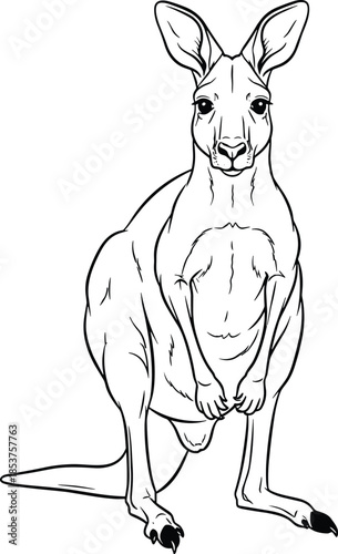 Black and white line art vector illustration of standing kangaroo isolated on white background for Australian wildlife nature design