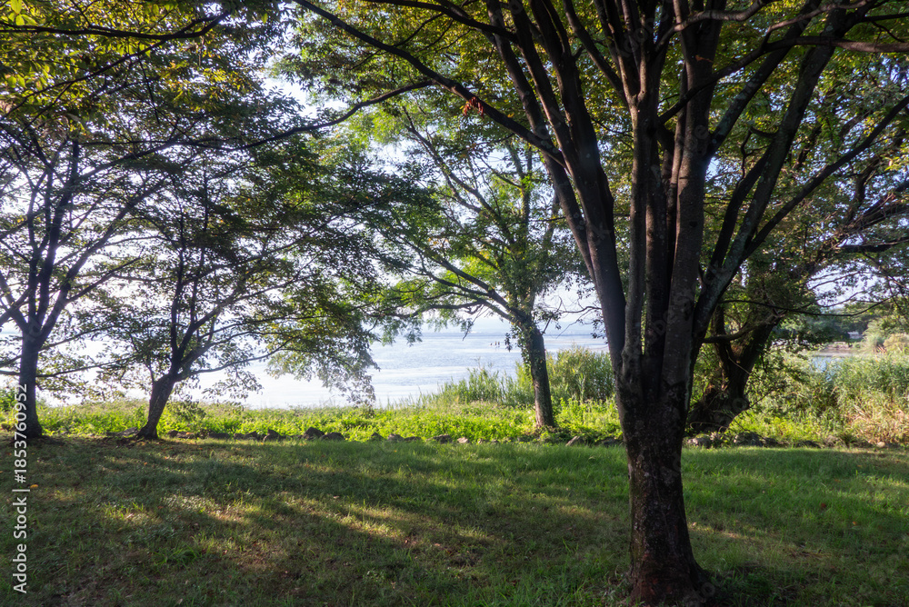 Fototapeta premium 早朝の琵琶湖 草木と湖、朝の光がつくりだす風景 滋賀県大津市