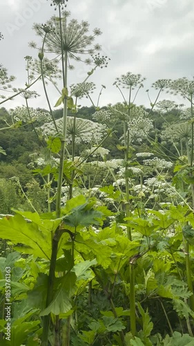 worker cuts off a dangerous weed, the hogweed (Latin: Heracleum), with a machete. It grows to enormous sizes, and its sap is poisonous and causes terrible burns.