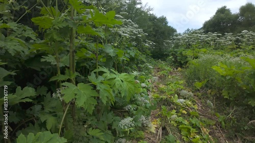 worker cuts off a dangerous weed, the hogweed (Latin: Heracleum), with a machete. It grows to enormous sizes, and its sap is poisonous and causes terrible burns.