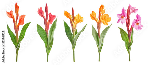 Canna indica, Indian shot or African arrowroot edible canna on transparent background
