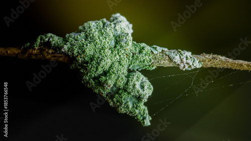 Tableau sur toile Green granular lichen growing on a wooden twig