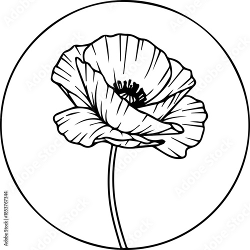Elegant poppy flower illustration for branding, tattoo design, or print projects. Modern botanical drawing with delicate lines and timeless appeal