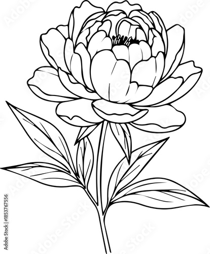 Elegant peony flower outline illustration perfect for modern design projects, invitations, and botanical themes; a touch of classic beauty, originally vector graphics.