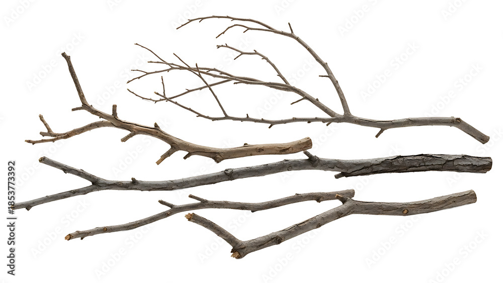 Fototapeta premium Dry tree branches on transparent background