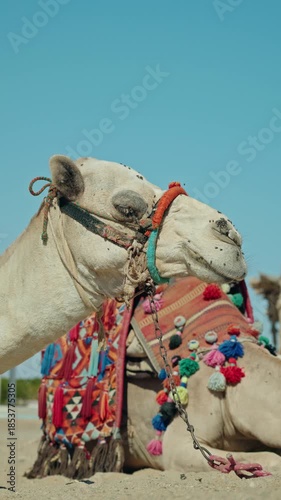 Side view of resting camel with colorful traditional saddle and rope harness on sandy beach near Red Sea in Egypt, bright blue sky and authentic Bedouin tourism scene