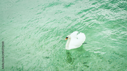 Graceful White Swan Swimming on a Lake