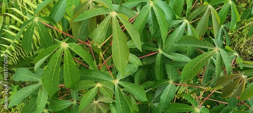 Cuadro en lienzo Tropical cassava foliage background, green leaves of tapioca plant