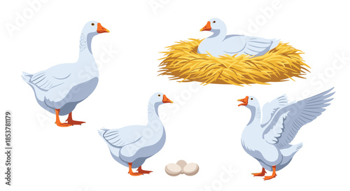 Group of white geese including one sitting on a nest of straw and another near three eggs on a white background.