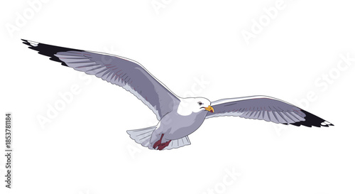 Large seagull in mid flight with its wings fully extended against a plain white background for wildlife isolation.