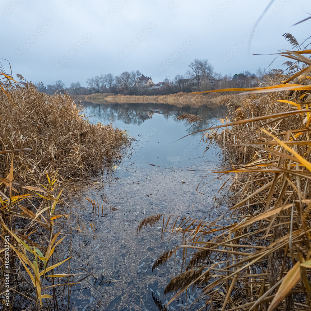 Fototapeta premium Calm autumn lake landscape with reed beds and still water reflecting trees and houses under an overcast sky. Quiet rural waterside scene, natural colors, peaceful mood, wetland environment.