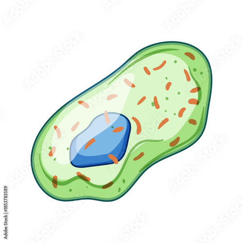 Immune cell depicting internal biological structure and organelles, representing concepts of immunology, health, and disease defense within an organism