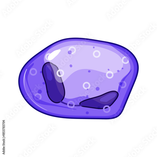 Immune system cell displaying a purple color and lobed nucleus, representing a vital component of the body's defense mechanism against pathogens and disease in a simplified medical illustration