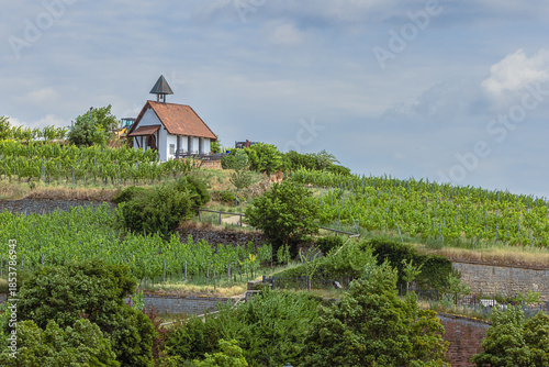Vineyards on the slopes around Bad Durkheim, one of the most important source of income from the city
