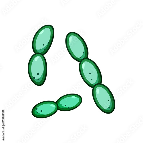 Lactobacilli cells illustrating beneficial microorganisms within the digestive system, promoting gut health and supporting human biological functions for well being