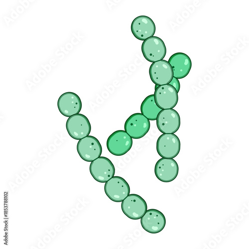 Lactobacilli cells forming characteristic chains, representing beneficial probiotic bacteria and their vital role in maintaining a healthy human microbiome and digestive system balance