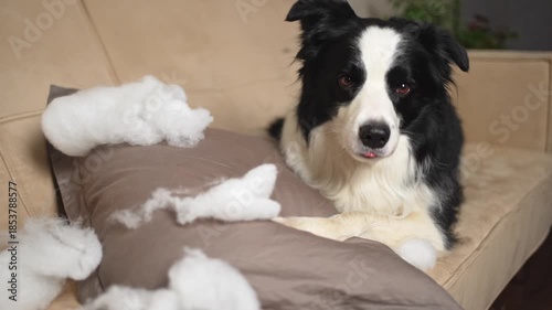 Naughty playful puppy dog border collie after mischief biting pillow lying on couch at home. Guilty dog and destroyed living room. Damage messy home and puppy with funny guilty look