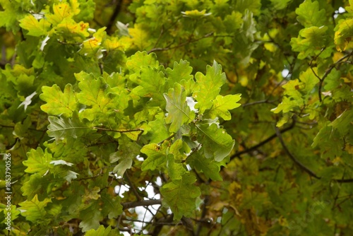 Plant list 2025 - Quercus robur (Fastigiata)