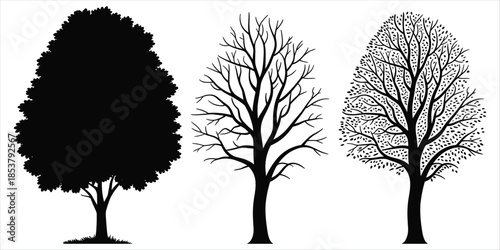 Three Black Silhouette Trees Showing Different Stages of Foliage and Bare Branches black and white nature