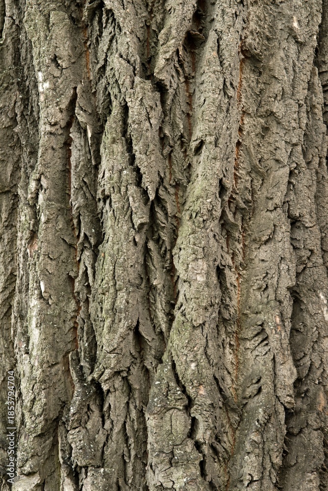 Fototapeta premium Plant list 2025 - Close-up of a textured tree bark