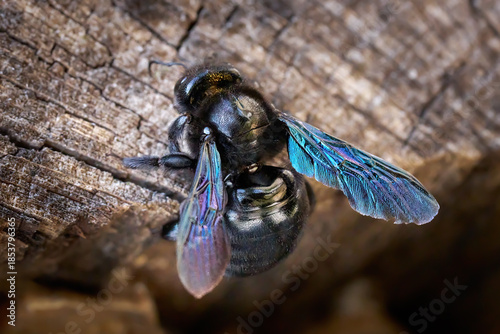 Blauschwarze Holzbiene, Große Holzbiene (Xylocopa violacea) auf altem verwitterten Holz - Sulz am Neckar, Deutschland