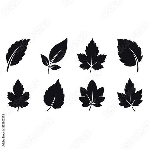 Collection of eight different black leaf silhouettes on vector illustration