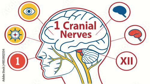 Cranial Nerves Anatomy Diagram. Medical Neuroscience Illustration of Brain, Sensory & Motor Functions