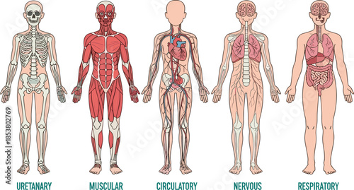 Educational illustration of human body anatomy systems including skeletal muscular circulatory nervous and respiratory systems on white background for medical study.