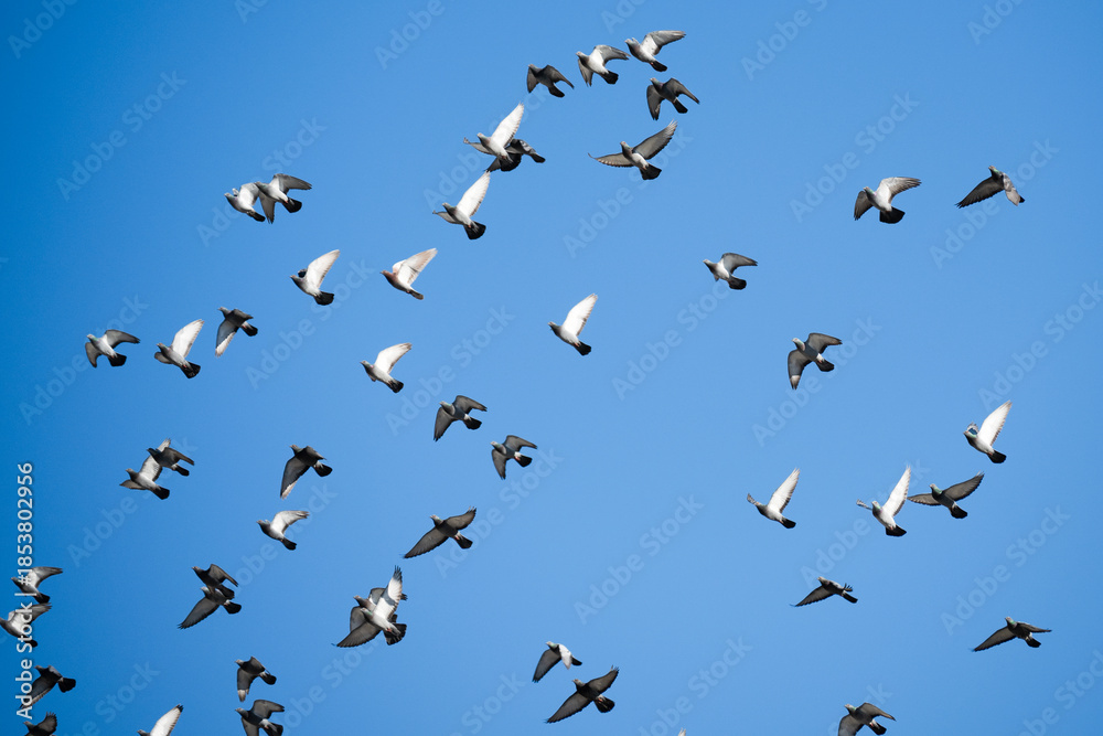 Fototapeta premium A flock of pigeons flying in the sky . Columba livia
