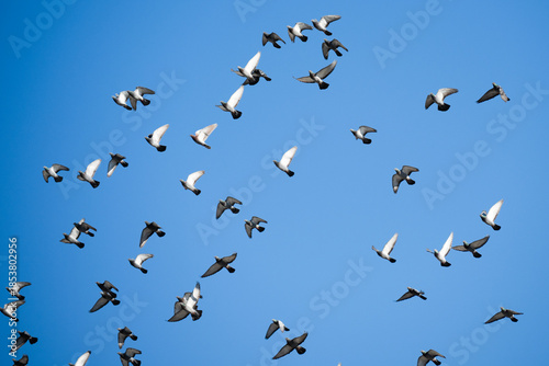 A flock of pigeons flying in the sky . Columba livia