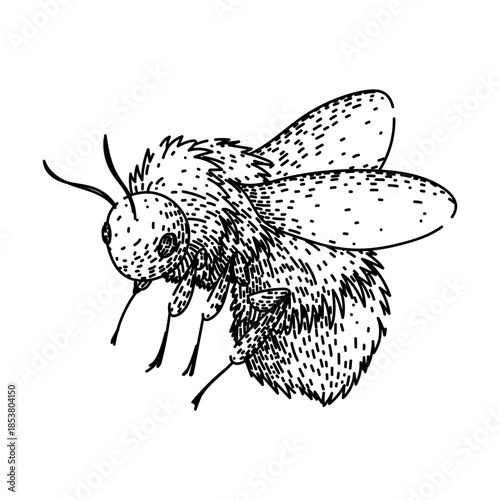 Bumblebee line art drawing showcasing a fluffy pollinator insect in a detailed, vintage hand drawn sketch style, representing nature and ecological importance for spring and summer concepts