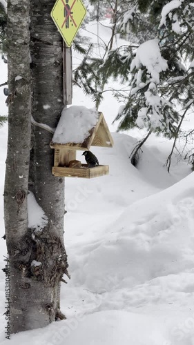 Birds titmouse flying and sitting in bird feeder house feeding on seeds on winter snow day.