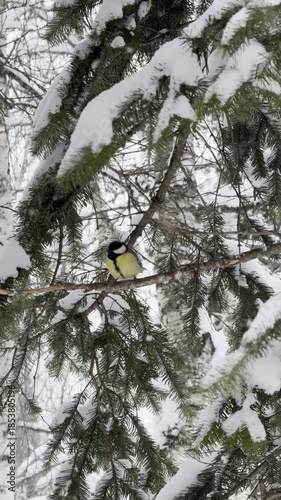 Bird titmouse flying and sitting inpine branches in winter forest.