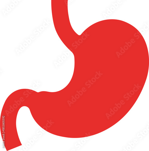 Red human stomach organ anatomical on white background anatomy medical