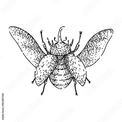 Rhinoceros beetle drawing in a detailed black and white etching style, showcasing the strong insect with its wings open, representing power, nature, and entomology