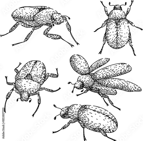 Various beetles creating a seamless repeat pattern, illustrating insect biology and entomology in a classic hand drawn sketch style for natural science themes