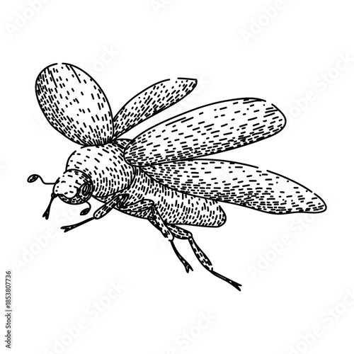 Flying scarab beetle rendered in a detailed line art drawing, showcasing its wings extended and legs poised against a clean white background, representing nature's insects