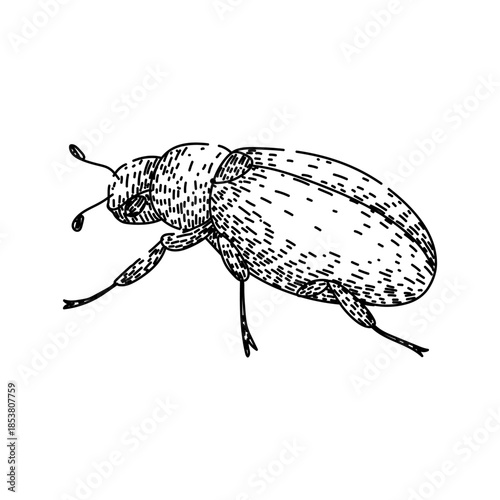 Scarab beetle illustration depicting a detailed insect with textured body and legs, presented in a classic vintage sketch or engraving style perfect for design elements