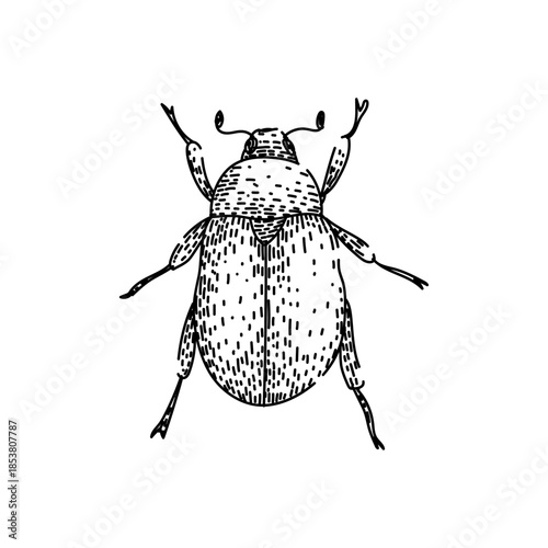 Scarab beetle insect drawing with detailed line hatching creating a classic vintage engraving style, representing concepts of ancient egypt, mythology, nature, and symbolism