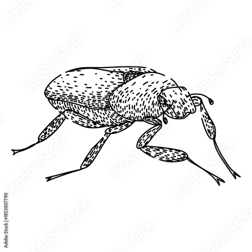 Scarab beetle drawing depicting a common insect bug creature, featuring an illustrative hand drawn style in black and white ready for various design applications