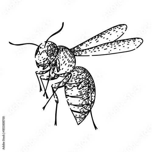 Flying wasp with detailed wings and body, showcasing a hand drawn illustration style, isolated on a white background, representing insect life and nature themes