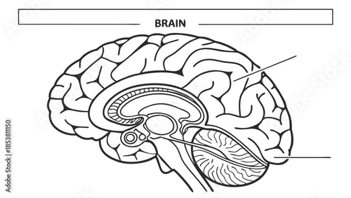 Human Brain Anatomy Diagram - Sagittal View Line Illustration