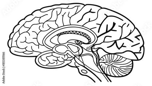 Human Brain Anatomy Sagittal View. Detailed Medical Illustration for Neuroscience, Science, and Biology.