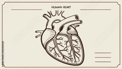 Human Heart Anatomy Diagram. Detailed Line Drawing in Vintage Style. Medical Science Biology Study.