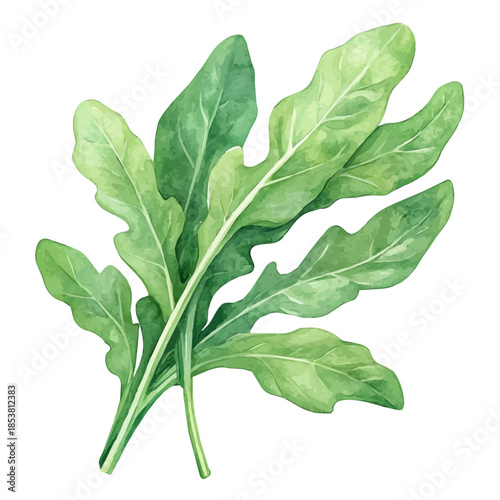 Arugula Rocket, semi-realistic fantasy watercolor illustration, magical accents, isolated on white background